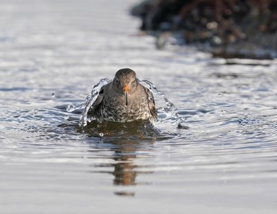 Paarse Strandloper / Purple Sandpiper