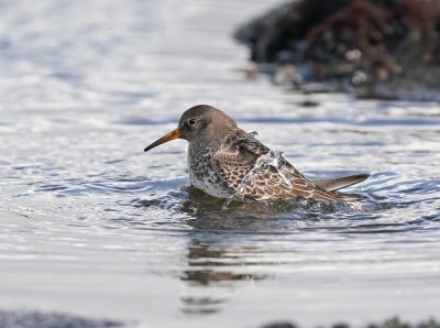 Paarse Strandloper / Purple Sandpiper