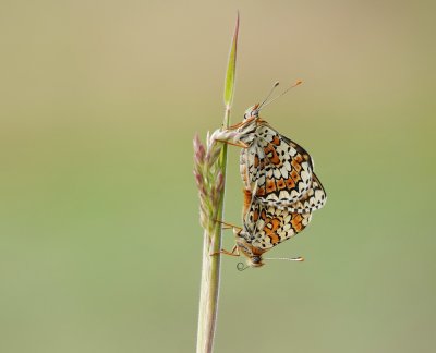 Veldparelmoervlinder / Glanville Fritillary