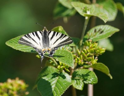 Koningspage / Scarce Swallowtail