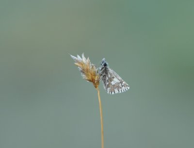 Aardbeivlinder / Grizzled Skipper