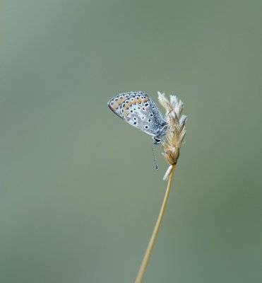 Bruin Blauwtje / Brown Argus