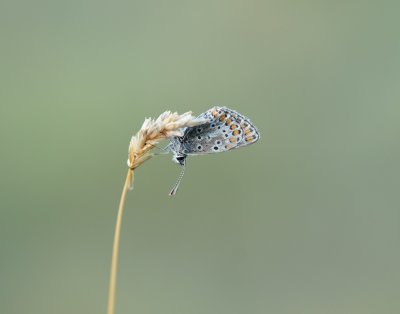Bruin Blauwtje / Brown Argus