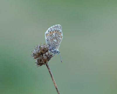 Adonisblauwtje / Adonis Blue