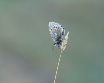 Adonisblauwtje / Adonis Blue