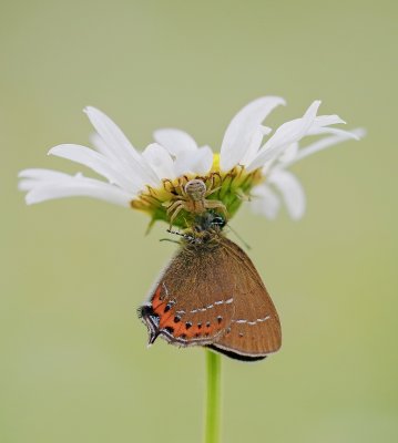 Pruimenpage / Black Hairstreak