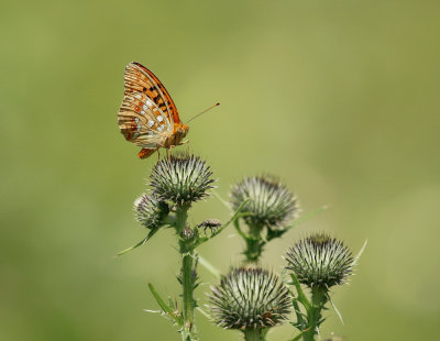 Bosrandparelmoervlinder / High Brown Fritillary
