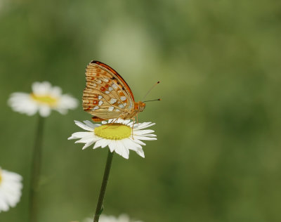 Bosrandparelmoervlinder / High Brown Fritillary