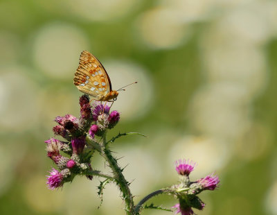 Bosrandparelmoervlinder / High Brown Fritillary
