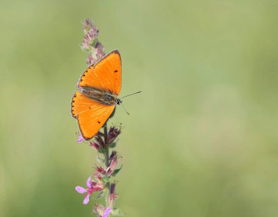 :: Grote Vuurvlinder / Large Copper (Lycaena dispar batava) ::