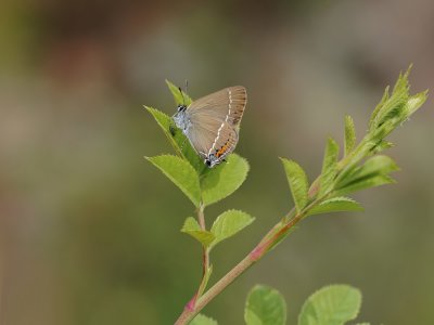 Wegedoornpage / Blue Spot Hairstreak