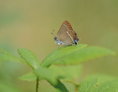 Wegedoornpage / Blue Spot Hairstreak