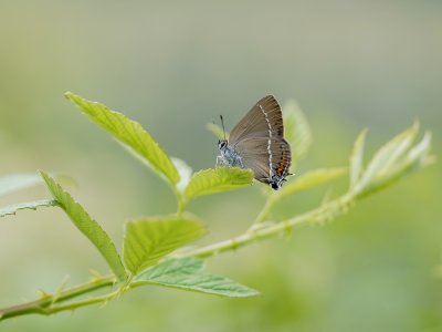 Wegedoornpage / Blue Spot Hairstreak