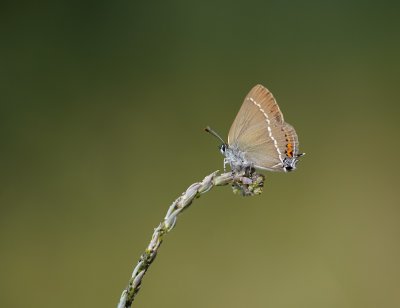 Wegedoornpage / Blue Spot Hairstreak