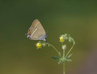 Wegedoornpage / Blue Spot Hairstreak