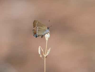 Wegedoornpage / Blue Spot Hairstreak