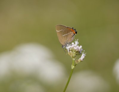 Iepenpage / White-letter Hairstreak