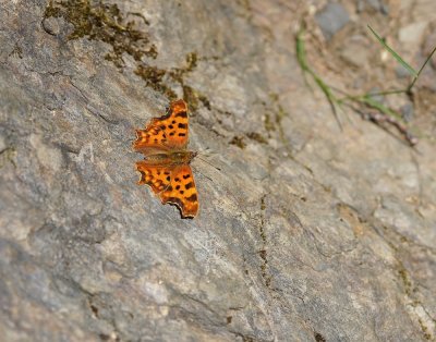 Gehakkelde Aurelia / Comma Butterfly