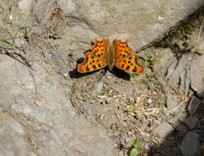 Gehakkelde Aurelia / Comma Butterfly