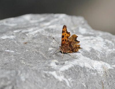 Gehakkelde Aurelia / Comma Butterfly