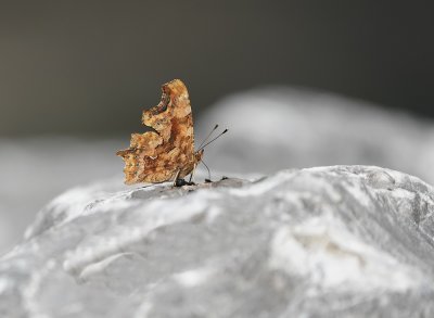 Gehakkelde Aurelia / Comma Butterfly