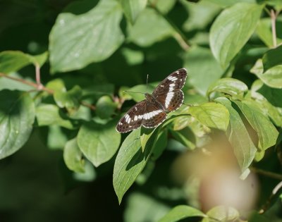 Kleine IJsvogelvlinder / White Admiral