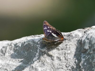 Grote Weerschijnvlinder / Purple Emperor