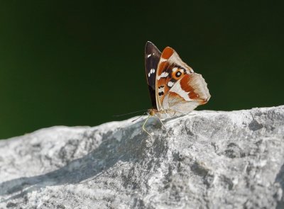 Grote Weerschijnvlinder / Purple Emperor