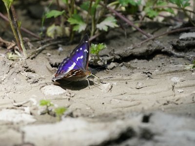 Grote Weerschijnvlinder / Purple Emperor