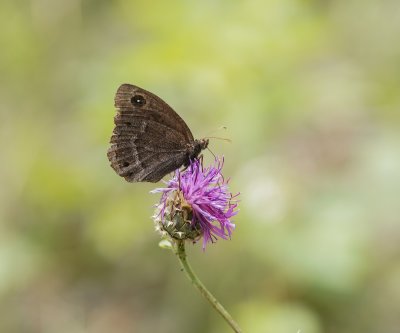 Groot Saterzandoog / Great Sooty Satyr