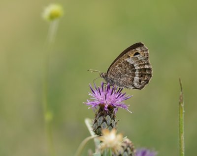 Groot Saterzandoog / Great Sooty Satyr