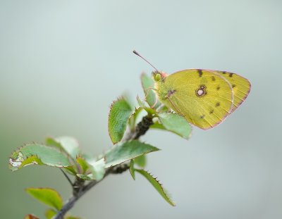 Gele Luzernevlinder / Pale Clouded Yellow