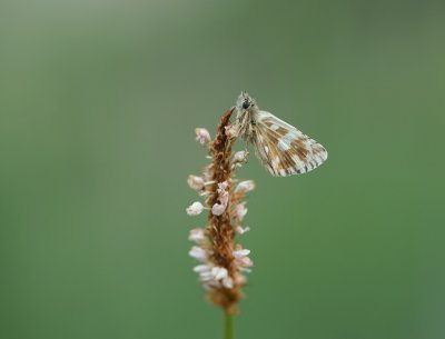 g12/90/1190690/3/172828524.beGeMMKO.jpg