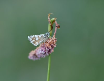 g12/90/1190690/3/172828537.VtROvyDs.jpg