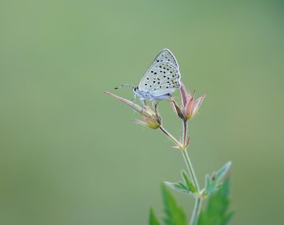 g12/90/1190690/3/172832577.rL8E3imJ.jpg