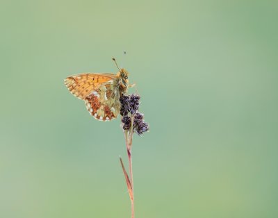 Bergparelmoervlinder / Mountain Fritillary