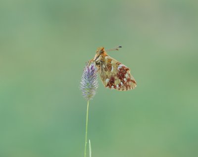 Bergparelmoervlinder / Mountain Fritillary