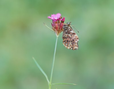 Titania's Parelmoervlinder / Titania's Fritillary