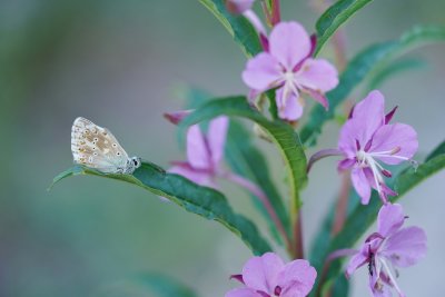Bleek Blauwtje / Chalk-hill Blue