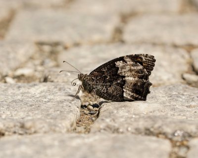 Grote Boswachter / Woodland Grayling