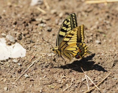 Koninginnenpage / Common Yellow Swallowtail