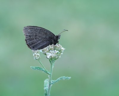 Groot Saterzandoog / Great Sooty Satyr