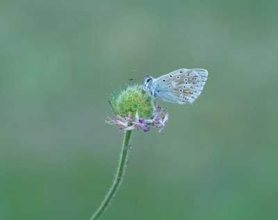 Bleek Blauwtje / Chalk-hill Blue