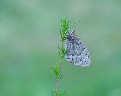 Groot Saterzandoog / Great Sooty Satyr