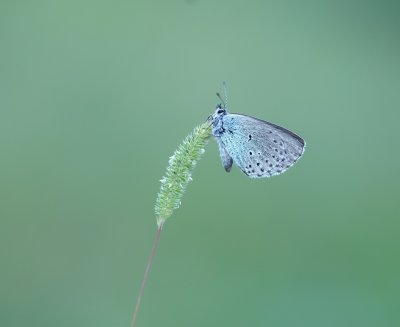 Tijmblauwtje / Large Blue