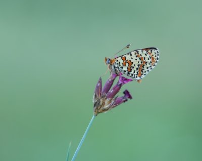 Tweekleurige Parelmoervlinder / Spotted Fritillary