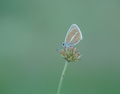 Witstreepblauwtje / Damon Blue