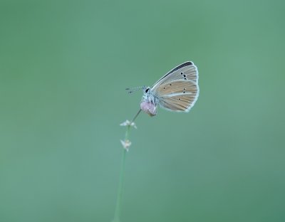Witstreepblauwtje / Damon Blue