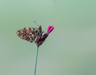 Titania's Parelmoervlinder / Titania's Fritillary