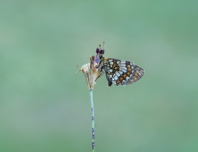 Alpenparelmoervlinder / Grisons Fritillary